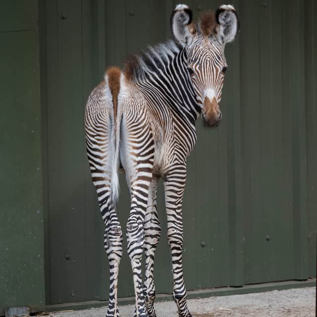 Oakley (WMSP)