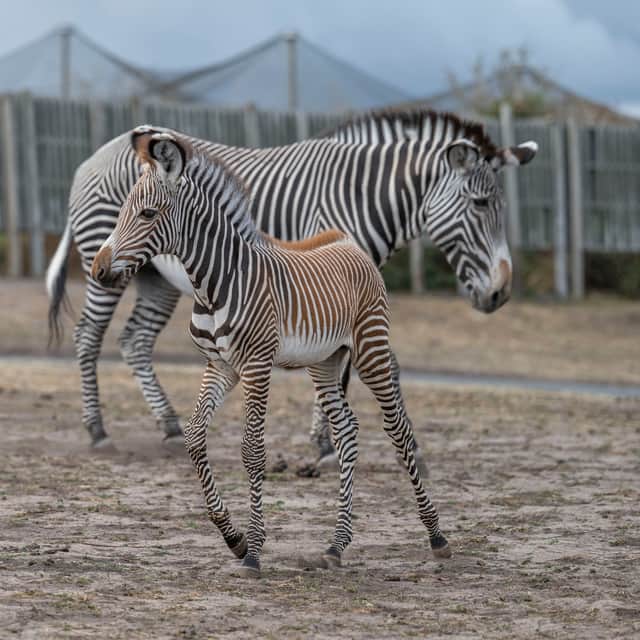 Ozara outside (WMSP)
