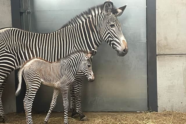Ozara had a difficult start (WMSP)