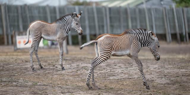 Oakley and Ozara taking their first steps (WMSP)
