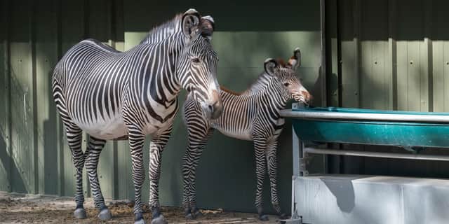 Ozara (WMSP)