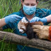  Red Panda Health Check 