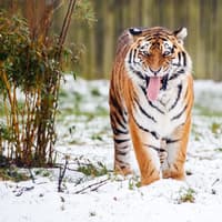 Police urge public not to share footage circulating online after man mauled by tiger