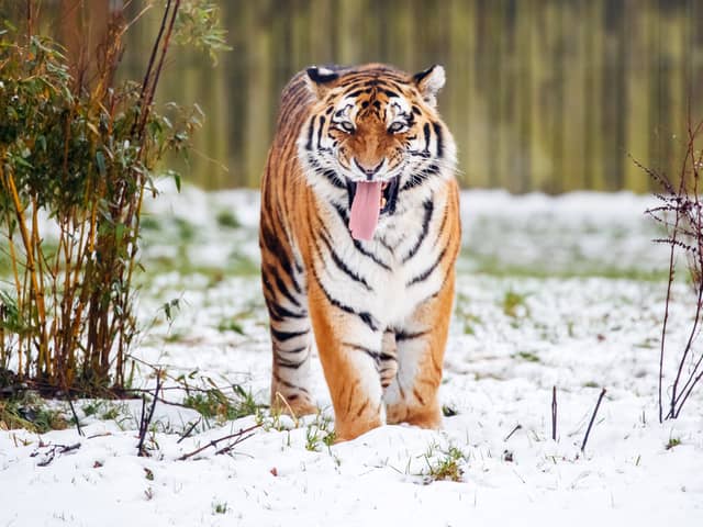 The incident took place inside the Amur tiger enclosure at the park (PA/Danny Lawson)