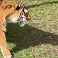 Police reveal what happened to tiger after fatal attack at major UK attraction