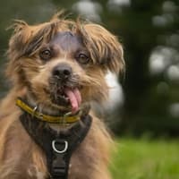 Dogs Trust: 10 adorable dogs looking for forever homes across the West Midlands and Shropshire