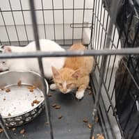 Appeal after three sick kittens found dumped in Birmingham church car park