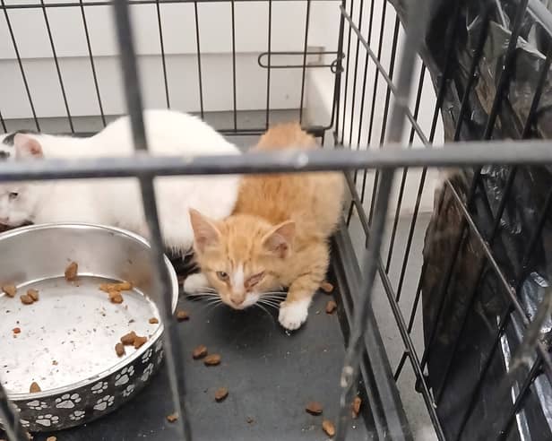 Kittens dumped in car park. 