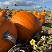Wolverhampton pumpkin patch reschedules 'after dark' event due to Storm Austen