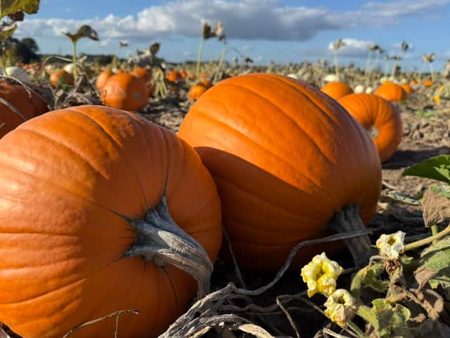 Pumpkins at Beech House Farm, Wolverhampton
