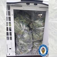 Police seize cannabis plants after raid on West Midlands house