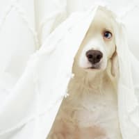 'Pets and owners forgotten again’ - RSPCA shares ‘disappointment’ in 2026 Budget