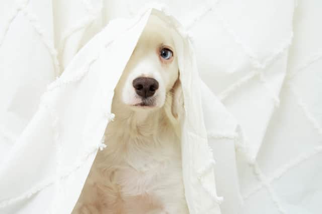“Sadly, pets and their owners have been forgotten again.”