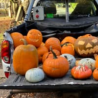 Pumpkins causing risk to wildlife this Halloween: here's why