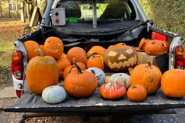 Pumpkins in Cannock Chase