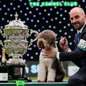 The last Best in Show winner of Crufts, in 2023, was Orca - a Lagotto Romagnolo who had already won the gundog group. He's pictured with handler Javier Gonzalez Mendikote and is owned by Sabina Zdunić Šinković and Ante Lučin from Croatia.