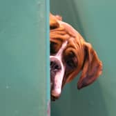 A Boxer dog looks out from its kennel. PIC: Getty.