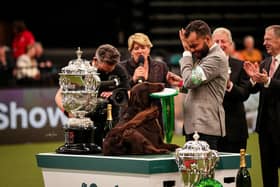 Baxter the flat-coated retriever is crowned Best in Show at Crufts 2022.
