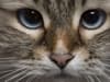 International Cat Day: expert's guide to feeding fussy felines