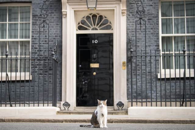 Larry the cat sits outside 10 Downing Street, London.