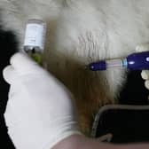 A vet administers a Bluetongue vaccine to Doreen the cow at Bixley Farms, Norfolk.