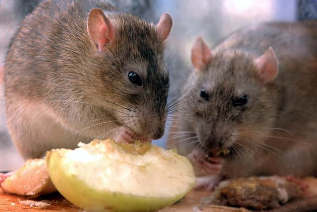 Rats nibble on discarded food in central London  as The Keep Britain Tidy Campaign announced that the UK rat population had increased by 24% to 60 million, due mainly to the rise in fast food litter.   *  The group is launching a campaign to encourage those using takeaways, food halls and concession stands to bin unwanted food rather than dump it on the streets. 