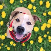 Dogs Trust launches National Dog Survey.