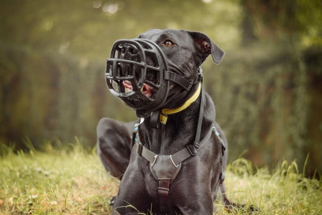 What do muzzles actually mean? Dogs Trust Kenilworth tells the public ...