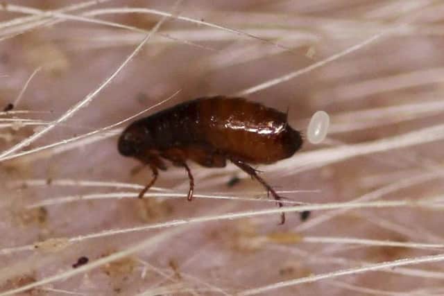 Around 95% of a flea infestation may be hiding in carpets, furniture and bedding rather than living on your pet.  